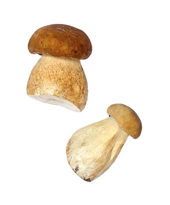 Funghi